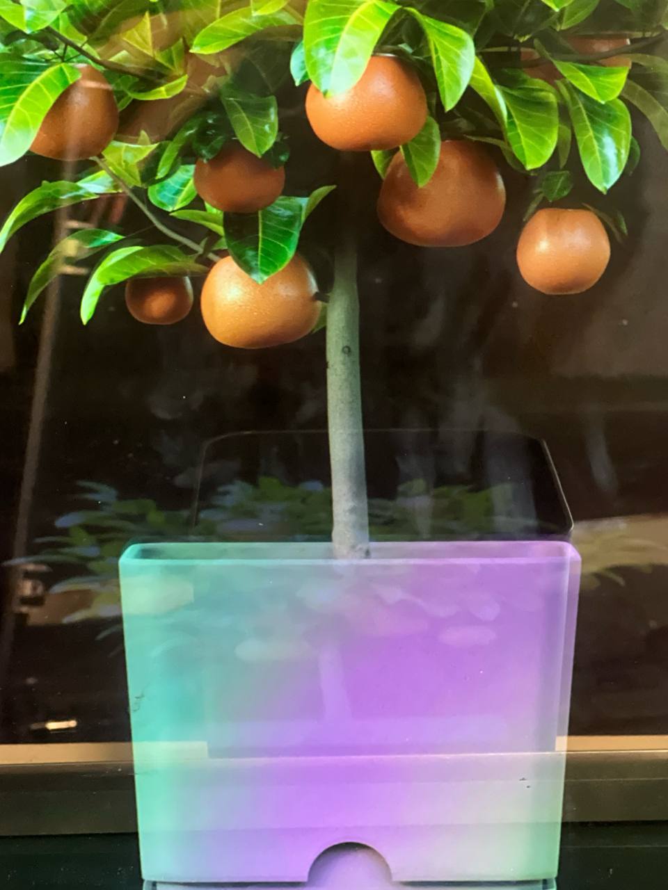 Голографическая инсталляция дерева Citrus reticulata от SUPERVISUALS